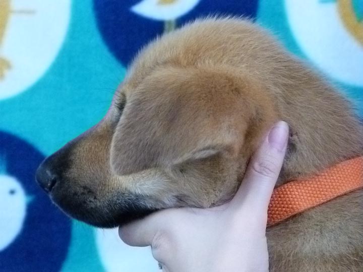 chinook puppy